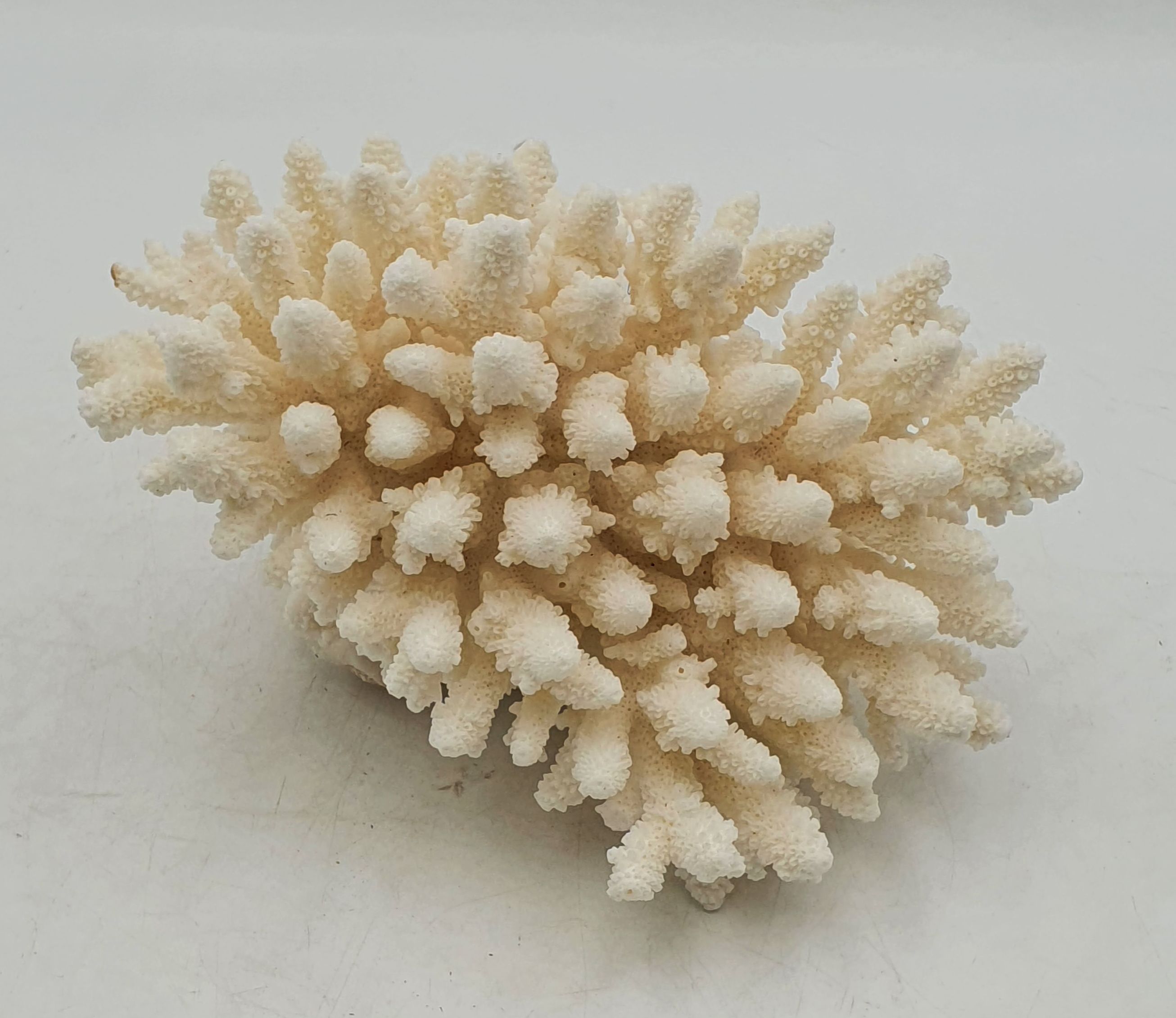 A FINGER CORAL SPECIMEN