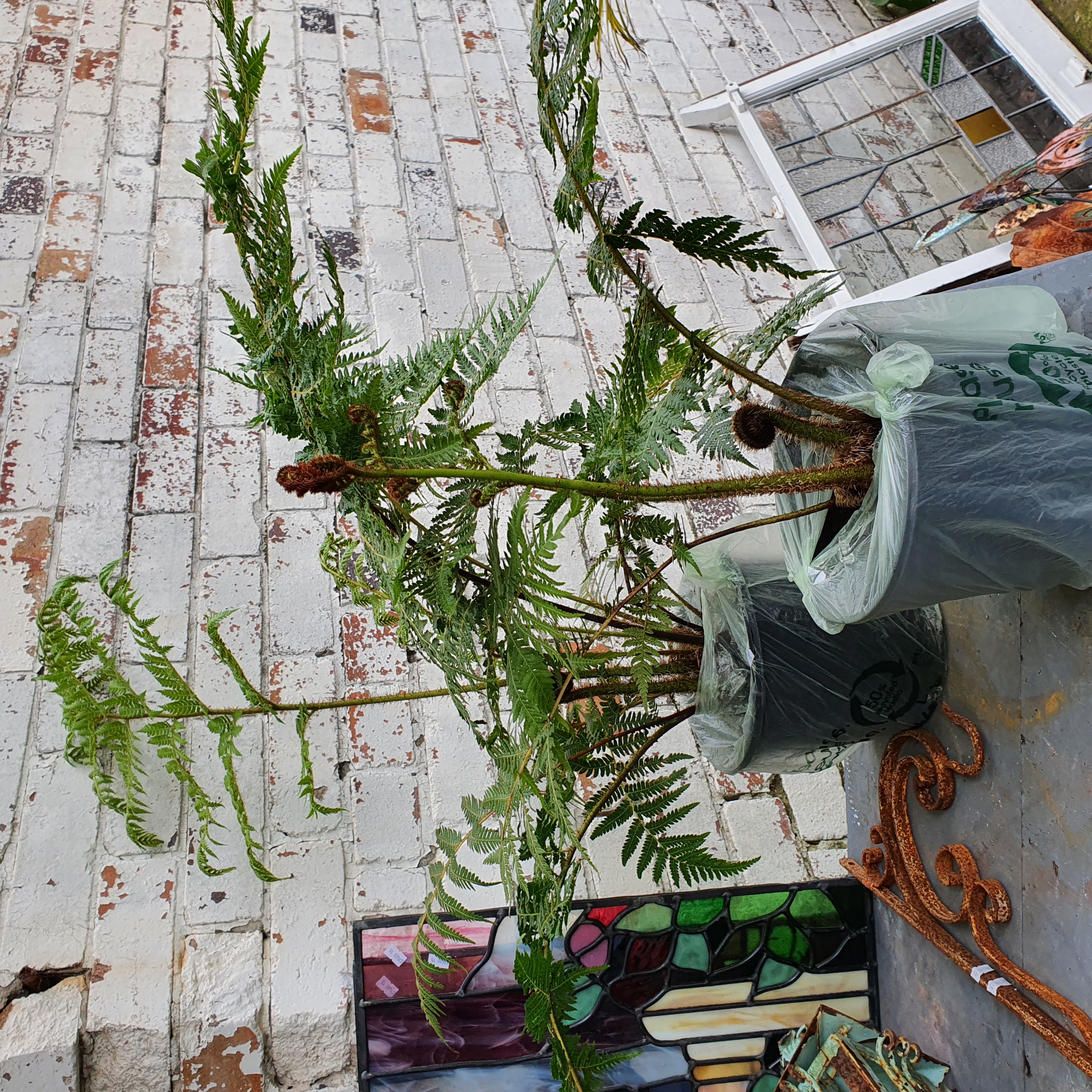 1142 · TWO POTTED FERNS