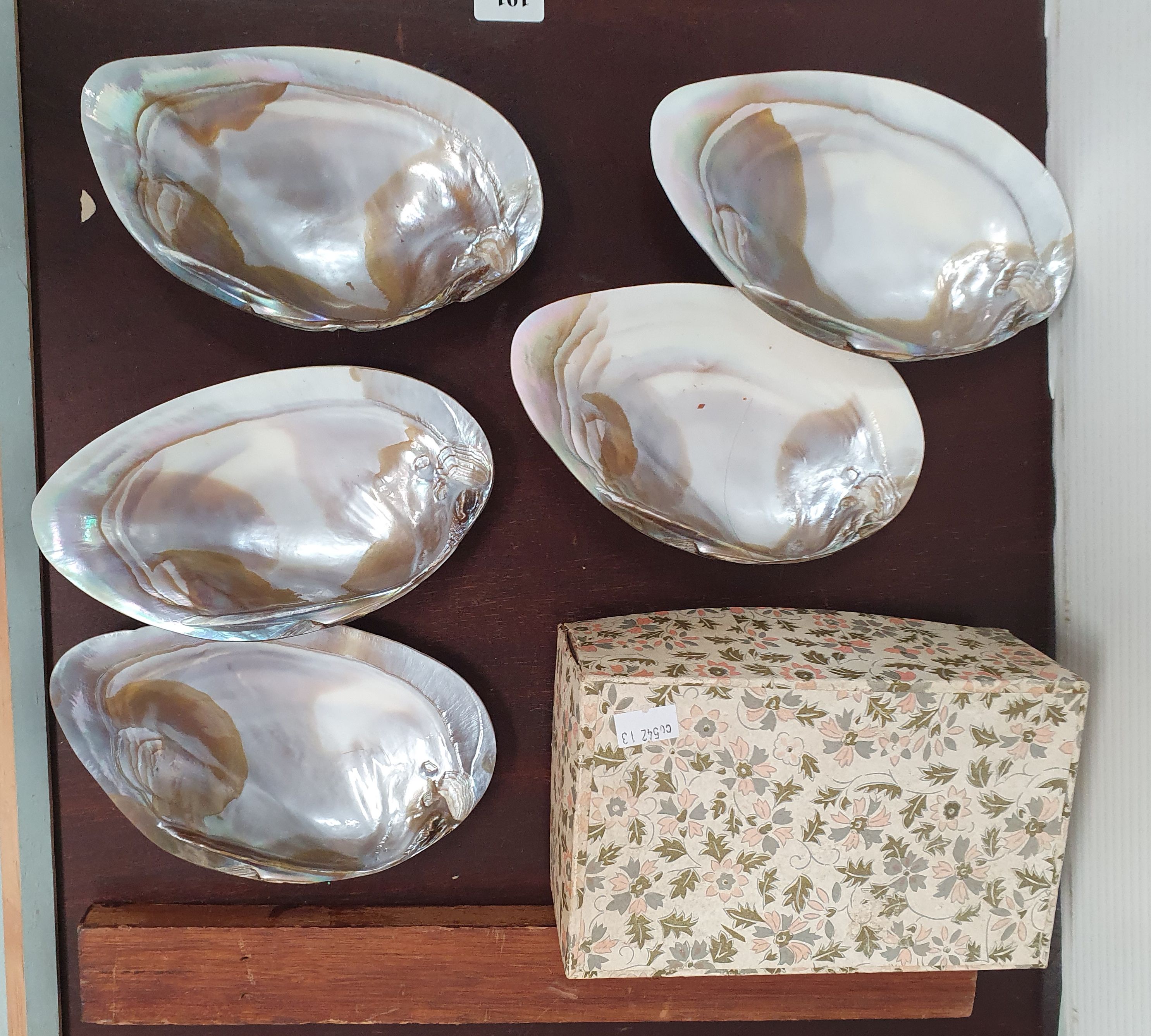 191 · FIVE POLISHED SHELL DISHES