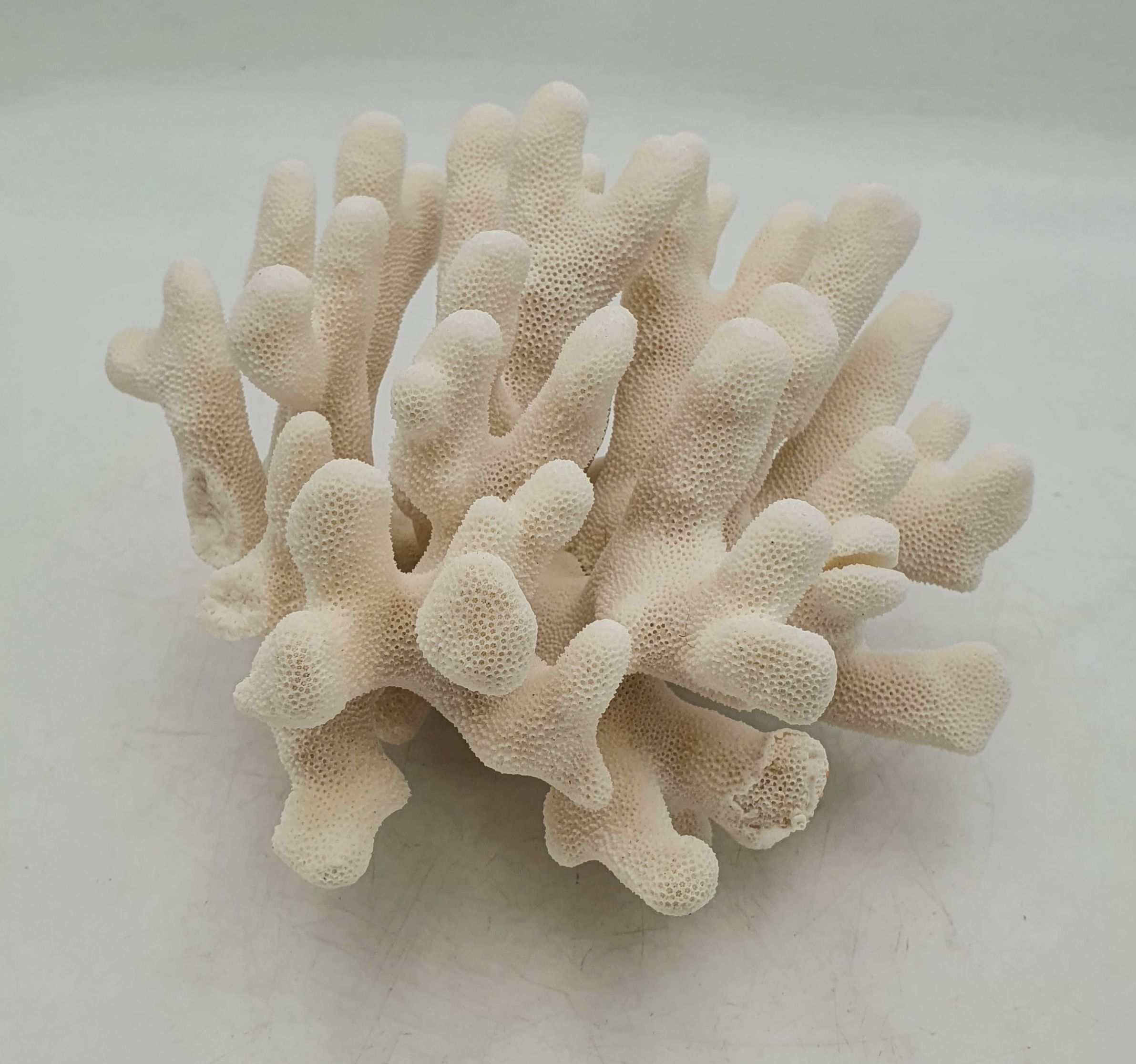 551 · A CAULIFLOWER CORAL SPECIMEN