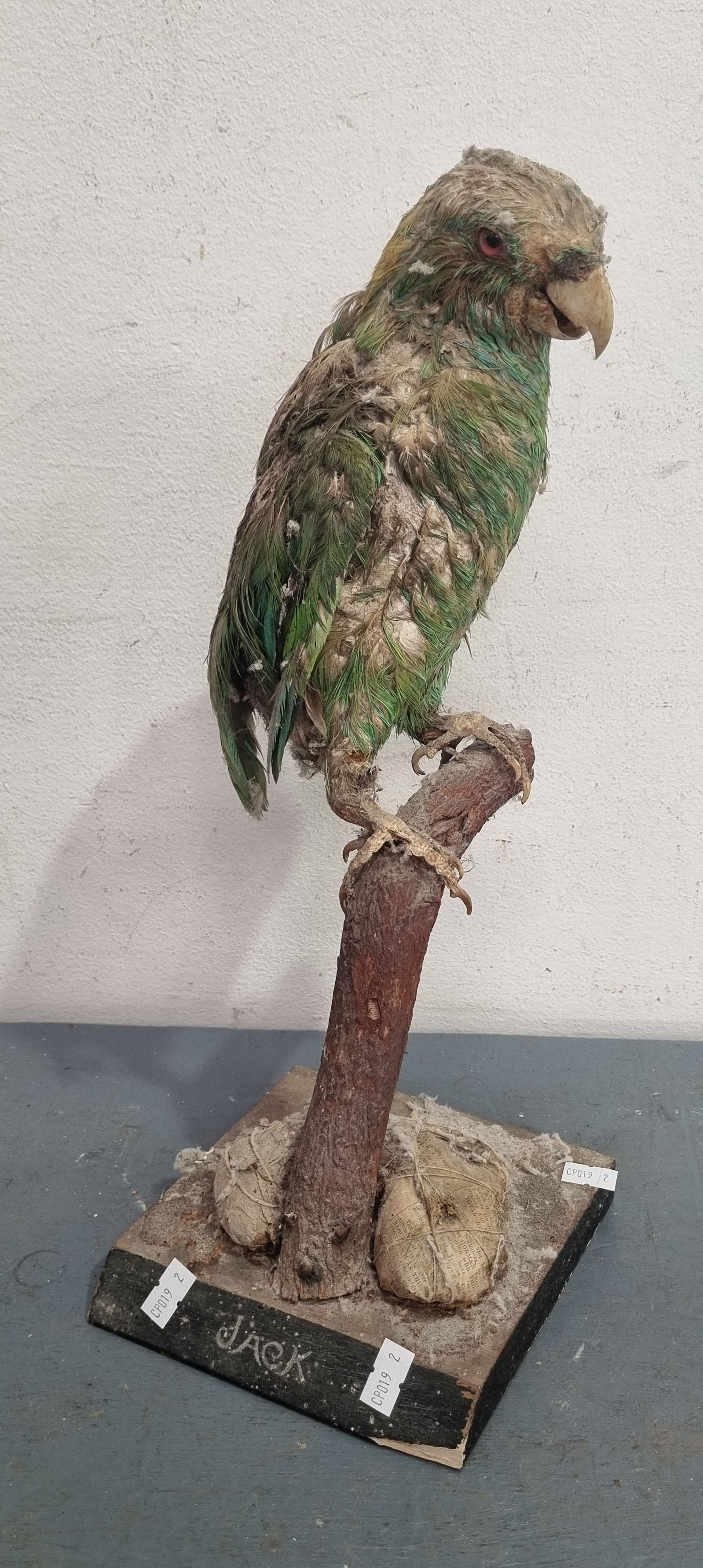 A TAXIDERMY PARROT