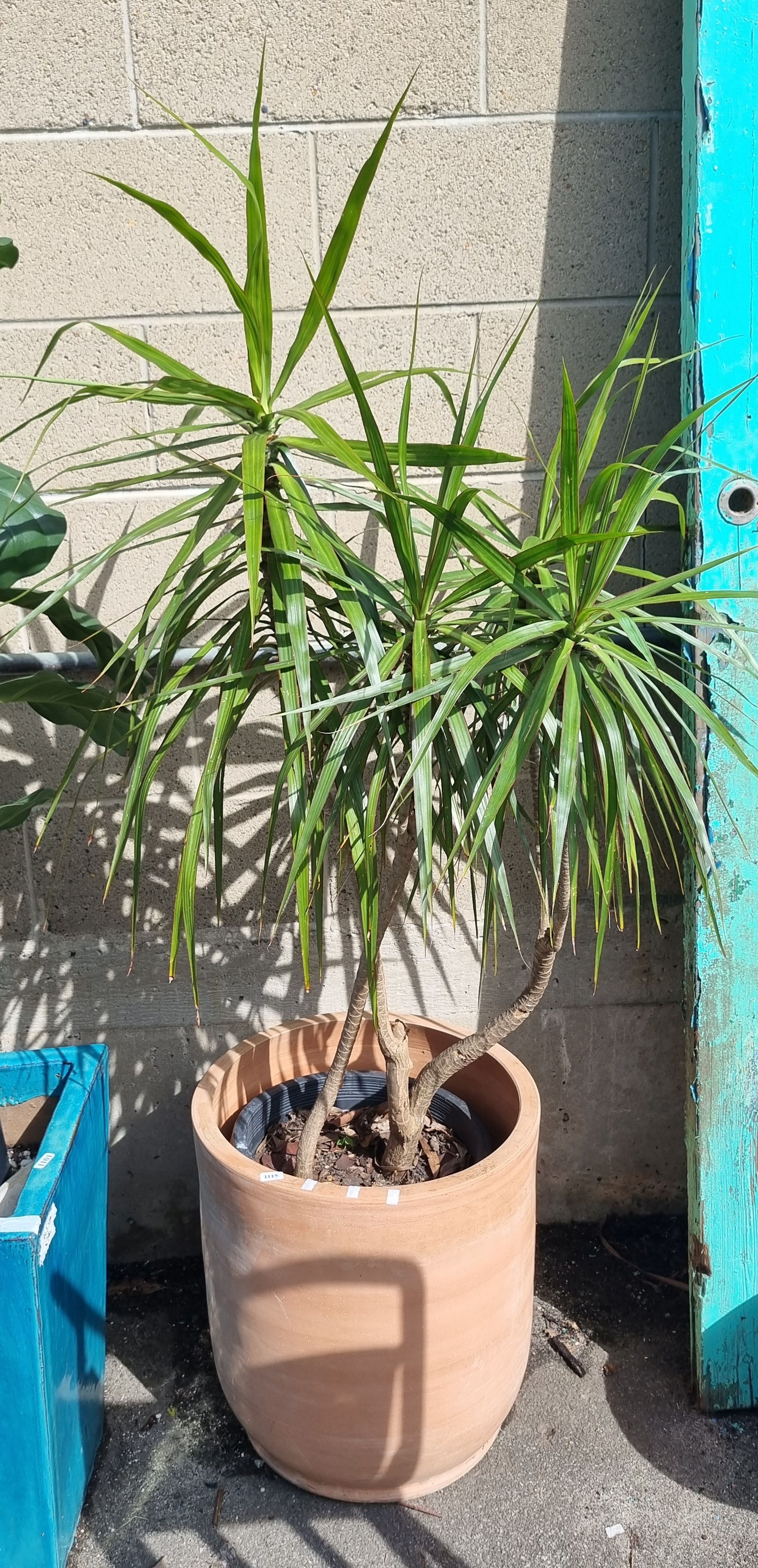 A Terracotta Pot 45cm Height