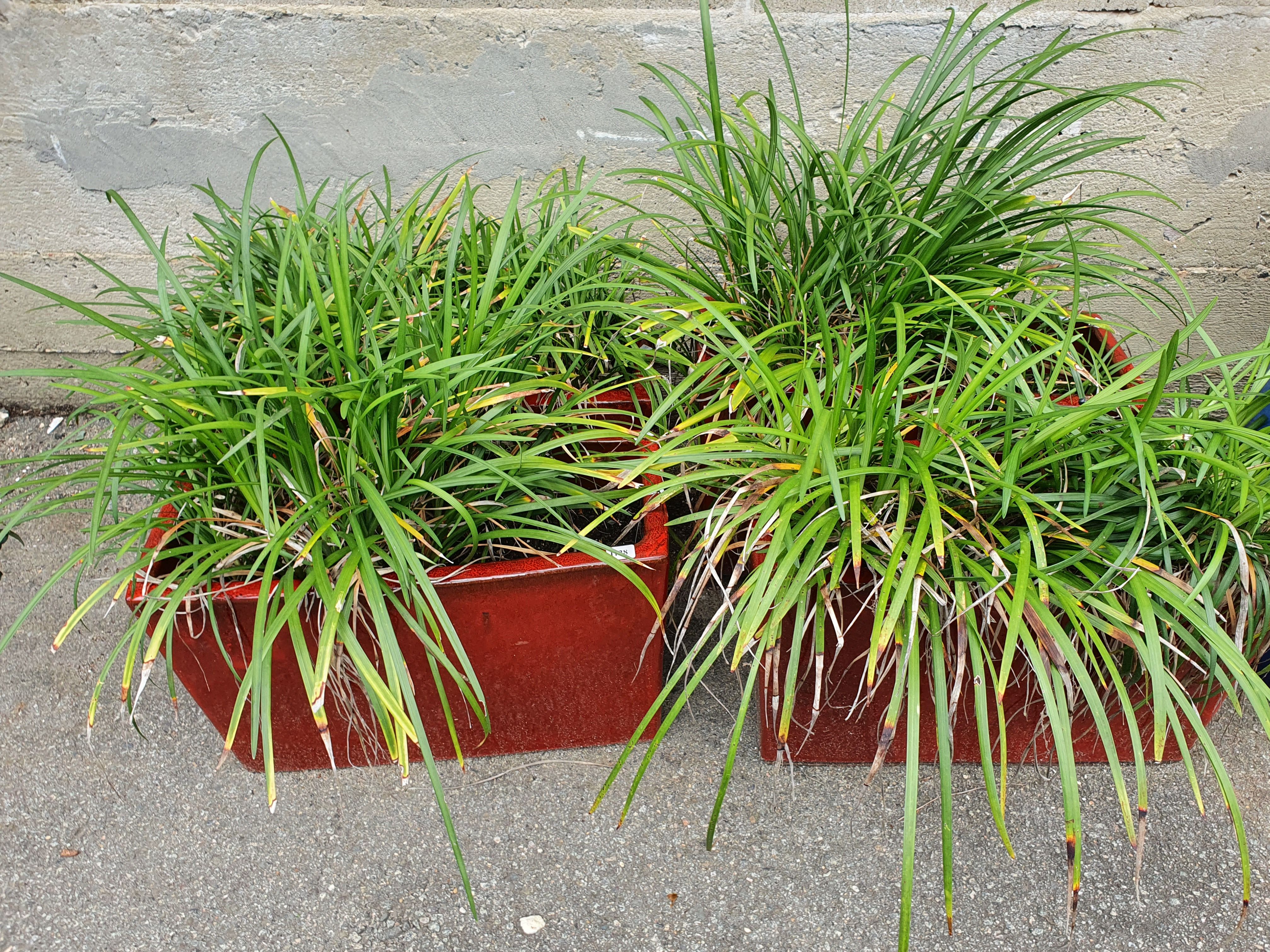 1128 · FOUR POTTED PLANTS