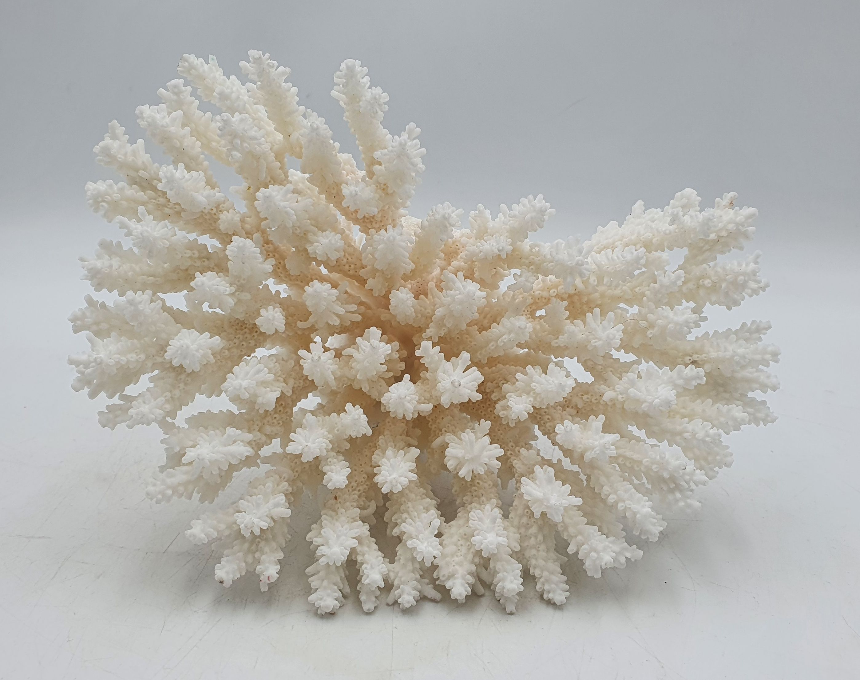 536 · A FANCY PLATE CORAL SPECIMEN