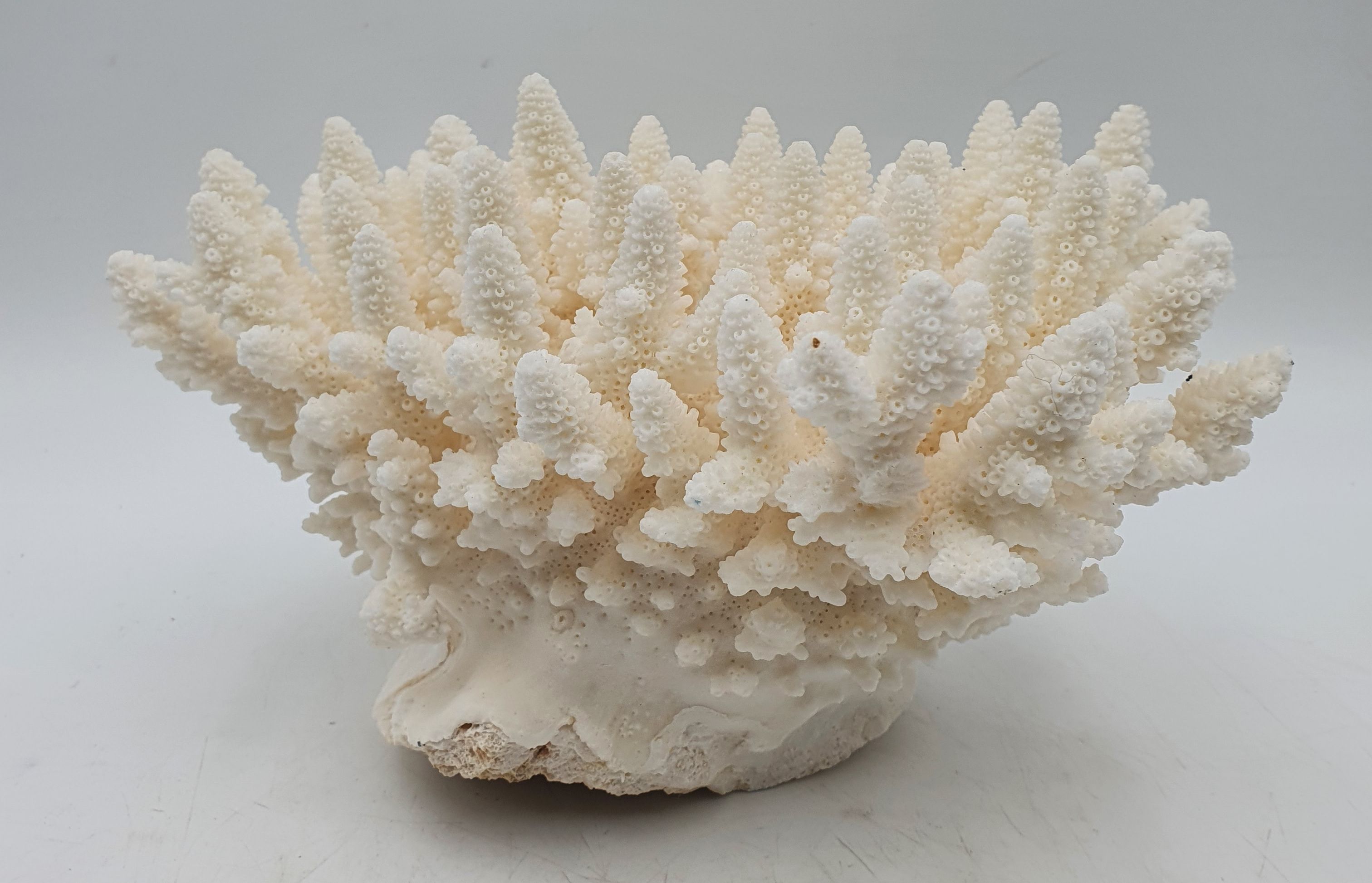 542 · A FINGER CORAL SPECIMEN