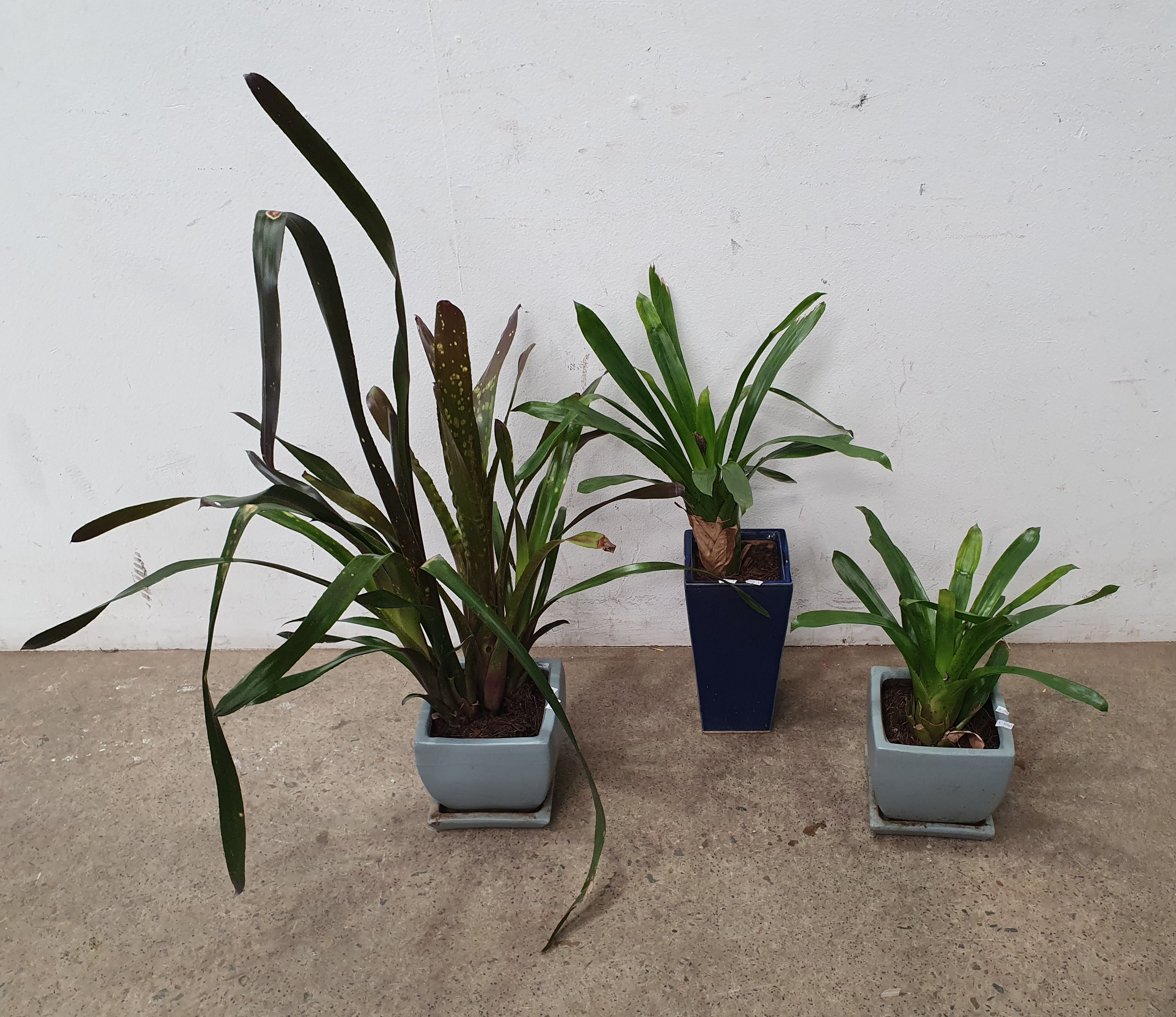 1069 · A GROUP OF THREE POTTED PLANTS