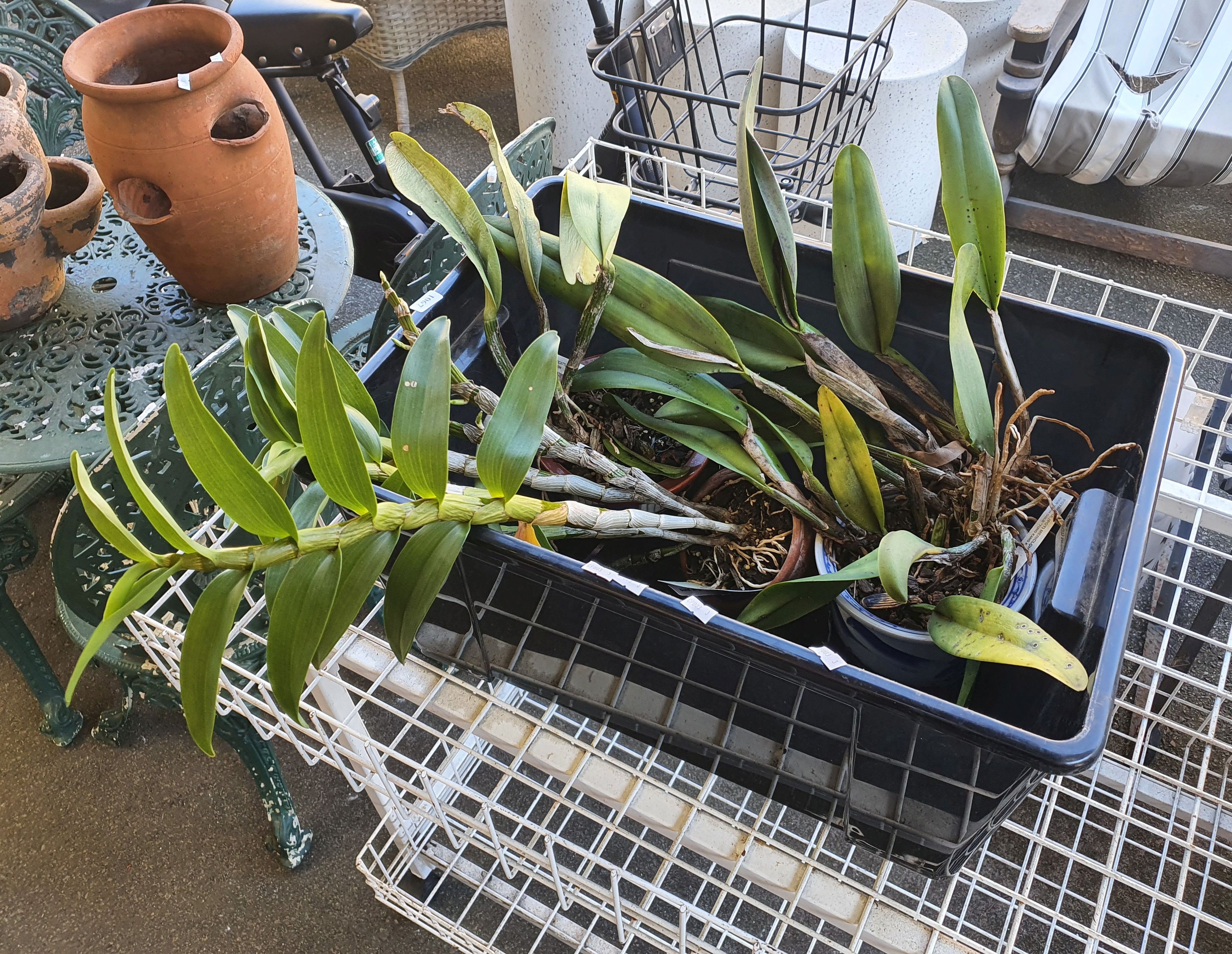 One Tub Of 4 Bush Orchids