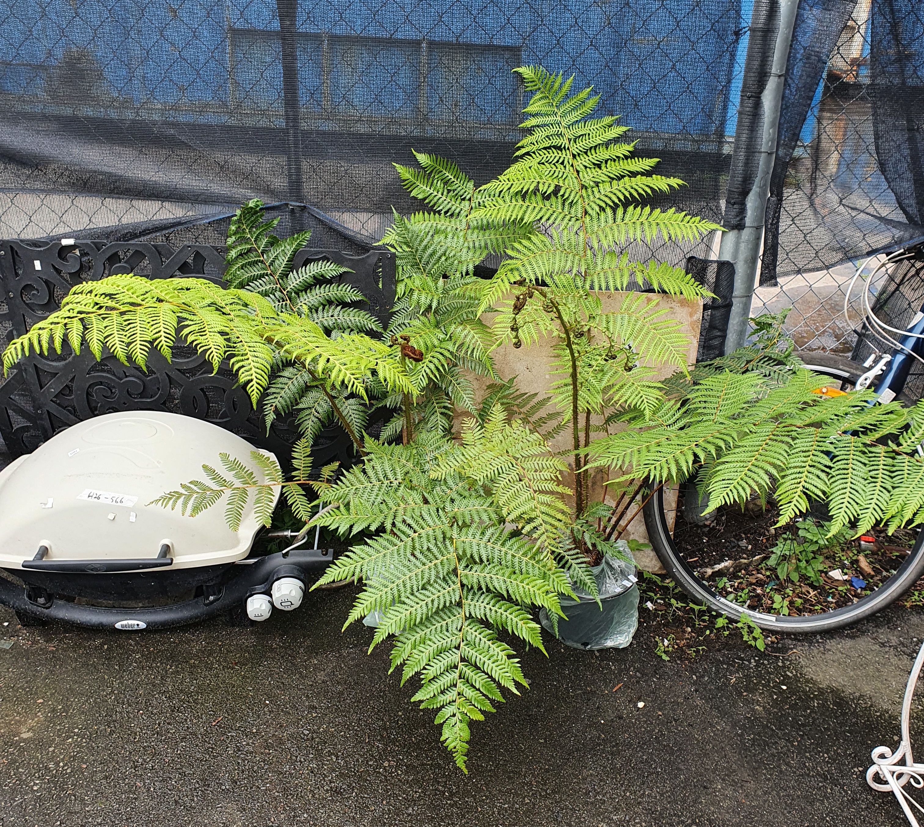 1076 · TWO POTTED FERNS