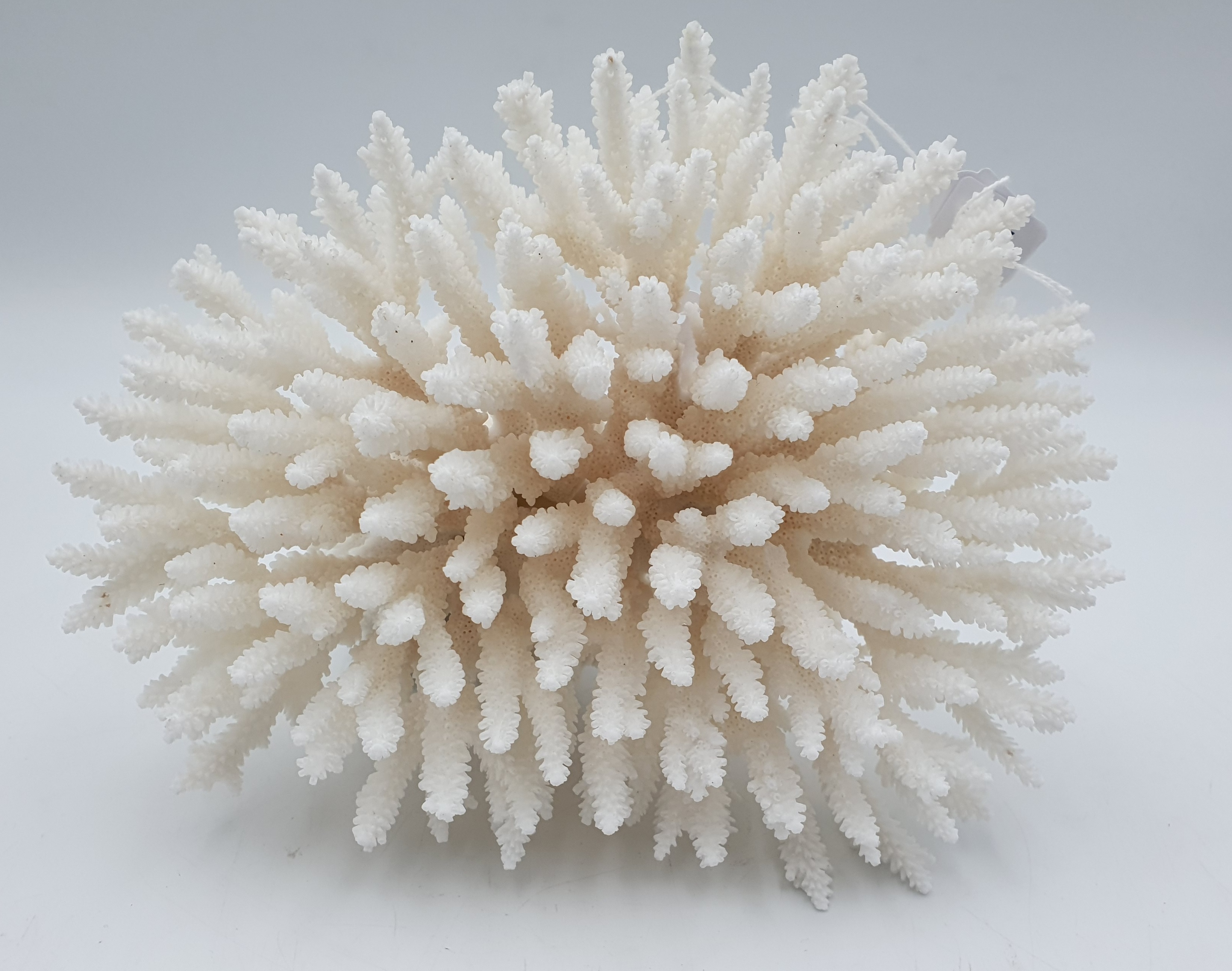 515 · A FANCY PLATE CORAL SPECIMEN