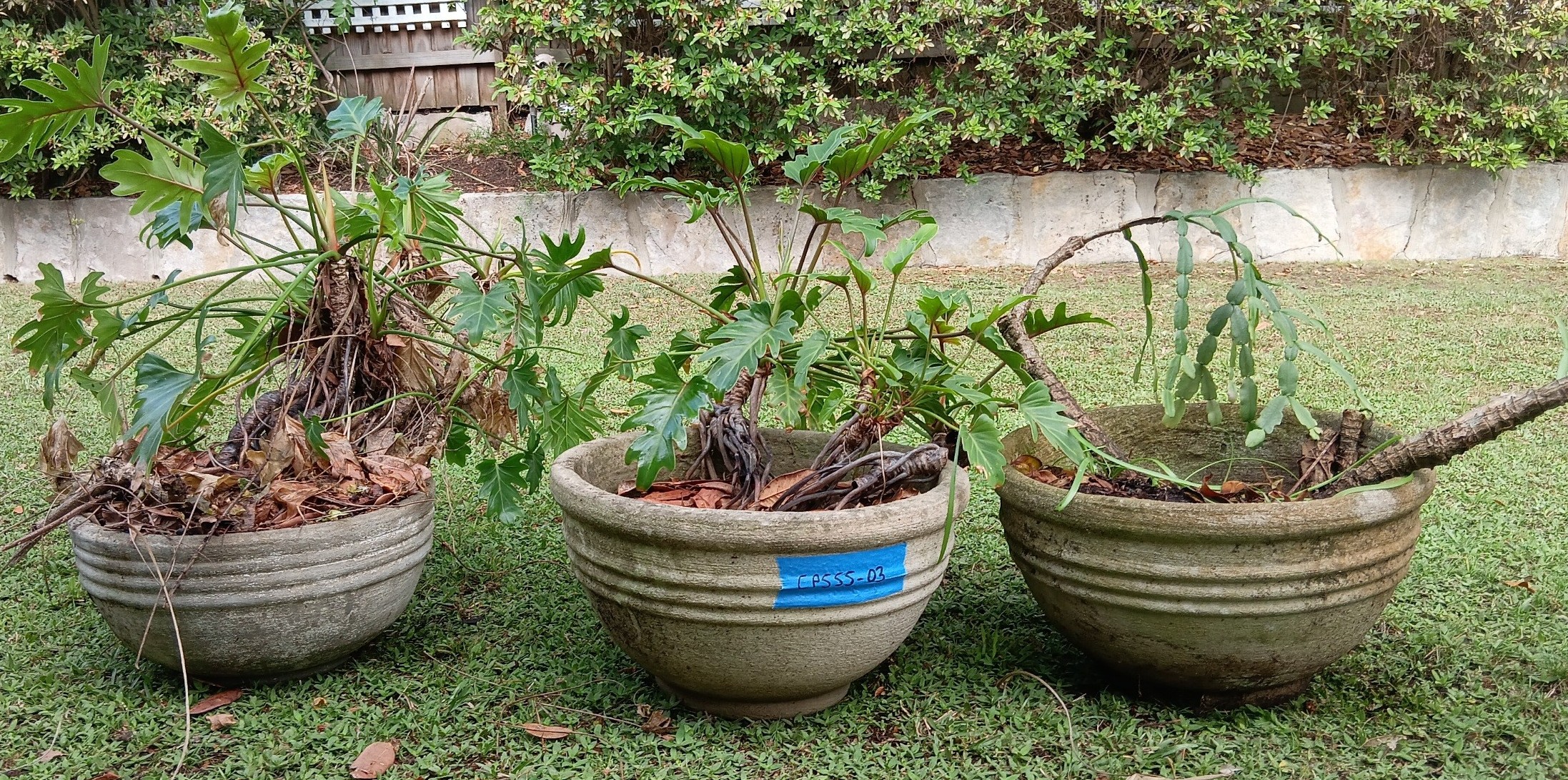 Three Concrete Plant Pots