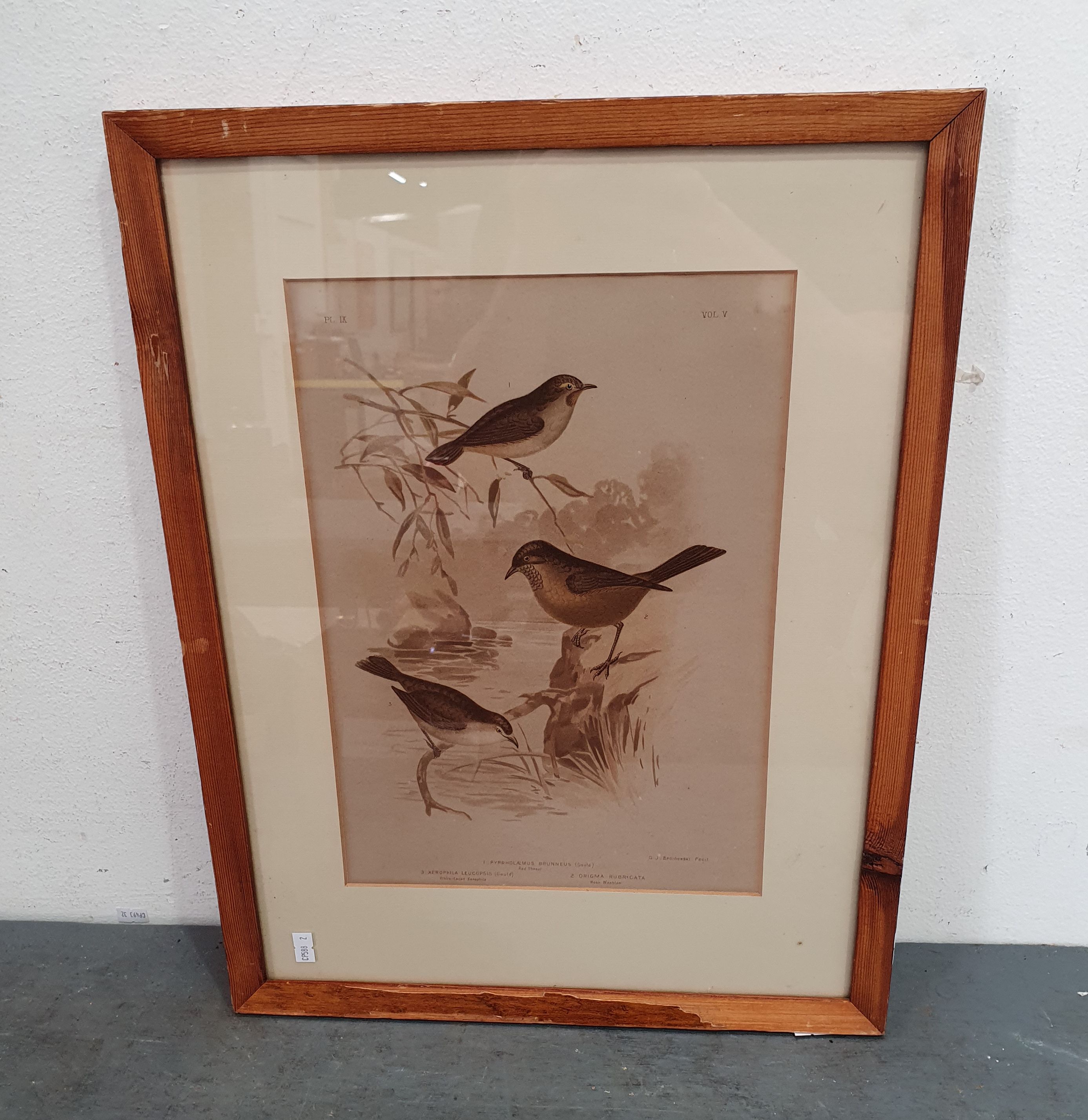 A G.J Broinowski Fecit Print