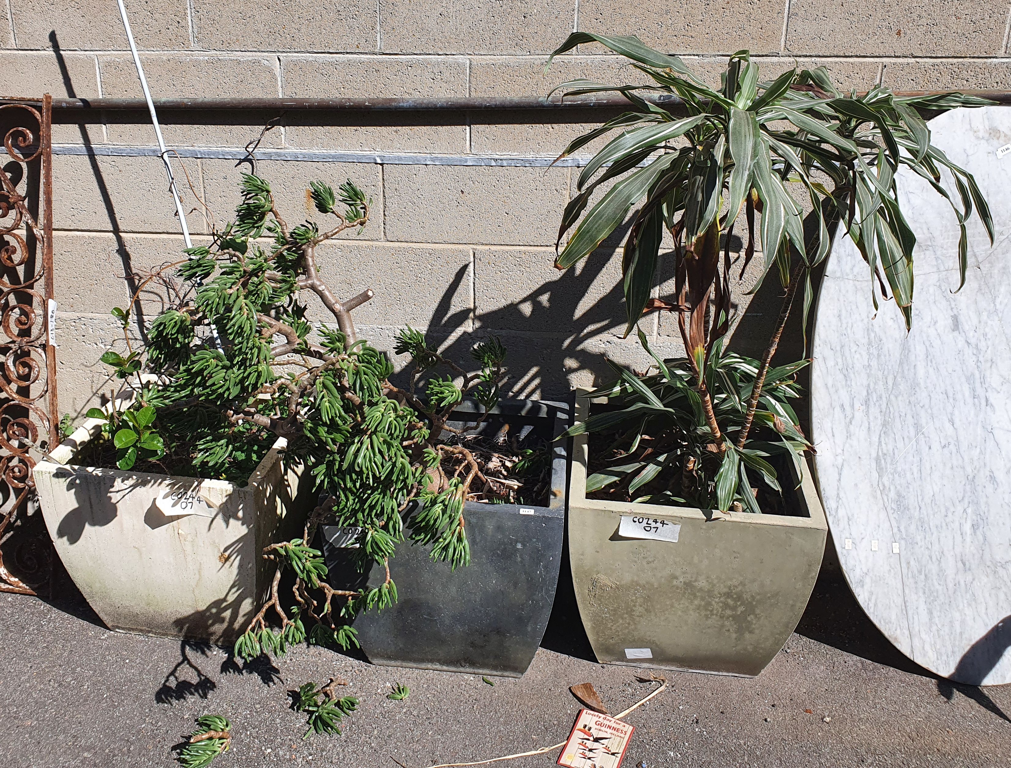 1147 · THREE POTTED PLANTS