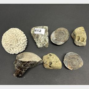 A group of fossils, coral etc, largest 10cm.