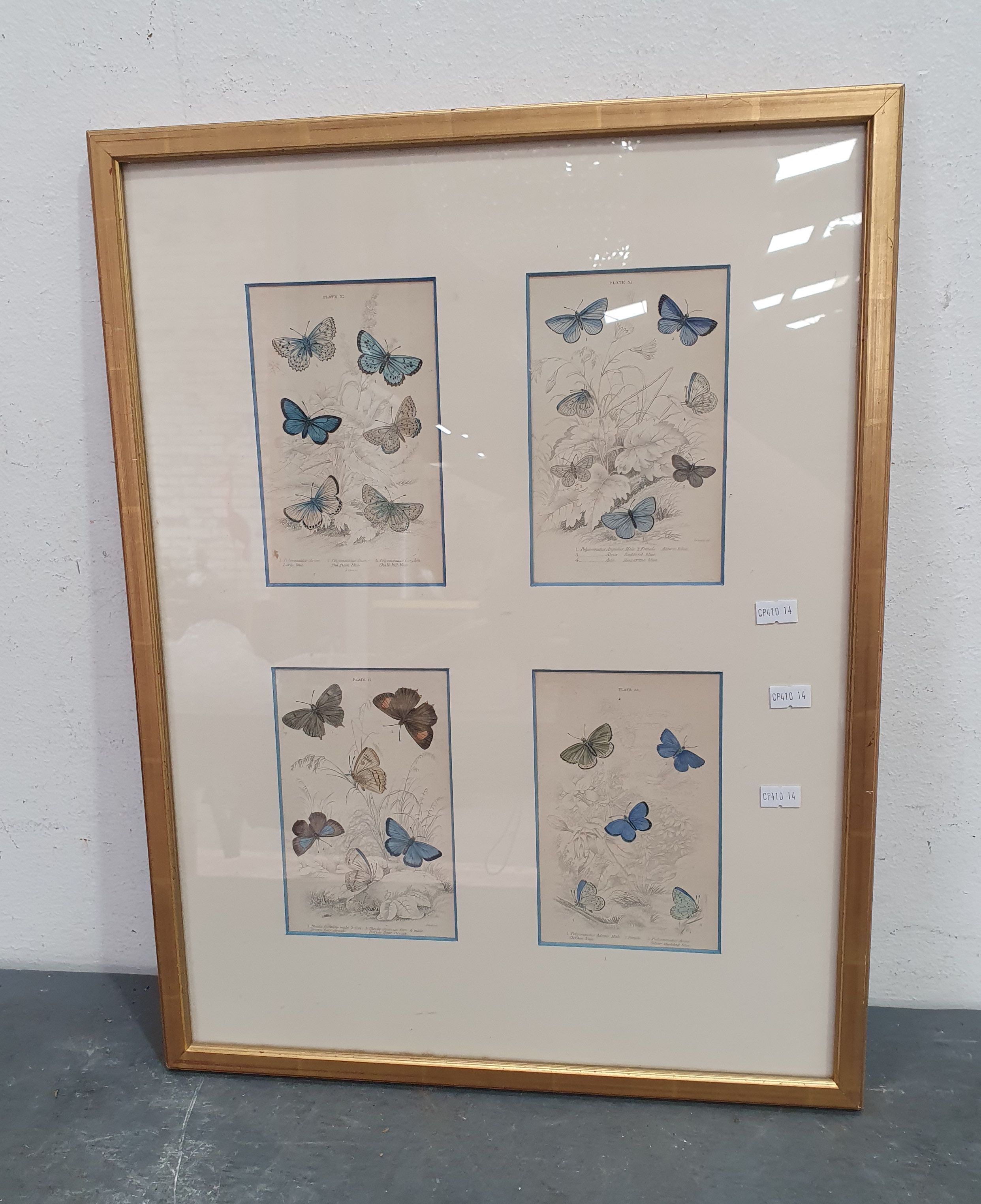 A Decorative Print