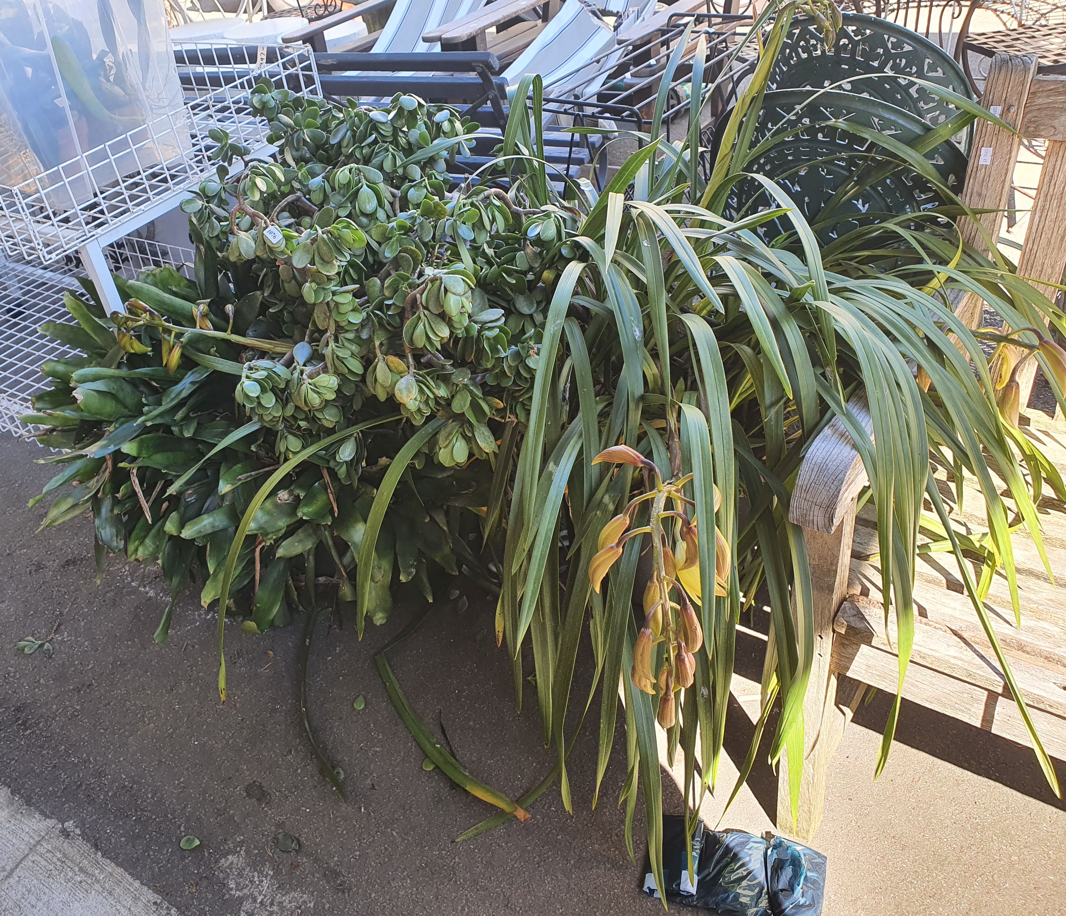 Three Various Potted Plants