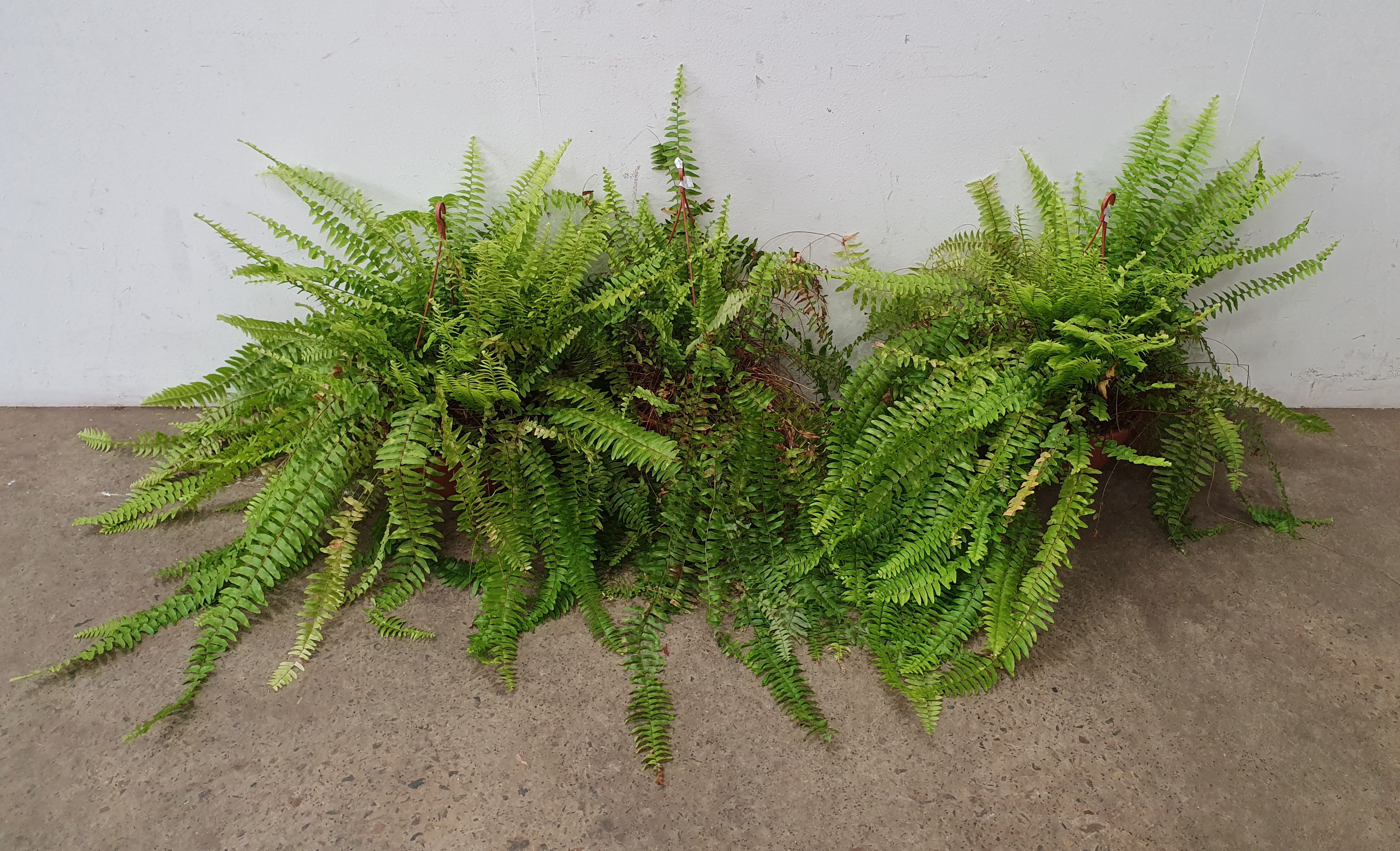 1137 · THREE WELL ESTABLISHED HANGING FERNS