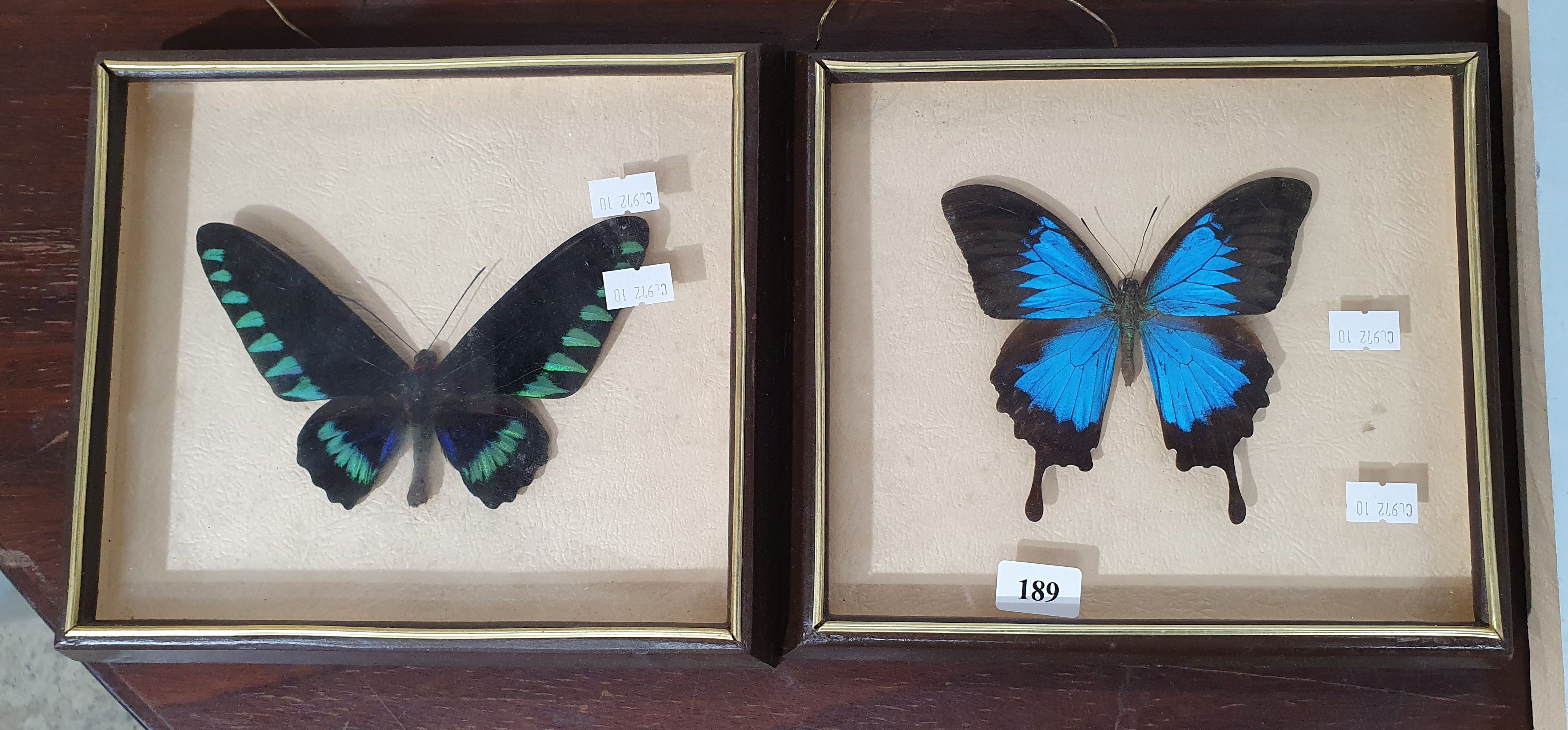 189 · TWO FRAMED BUTTERFLY SPECIMENS