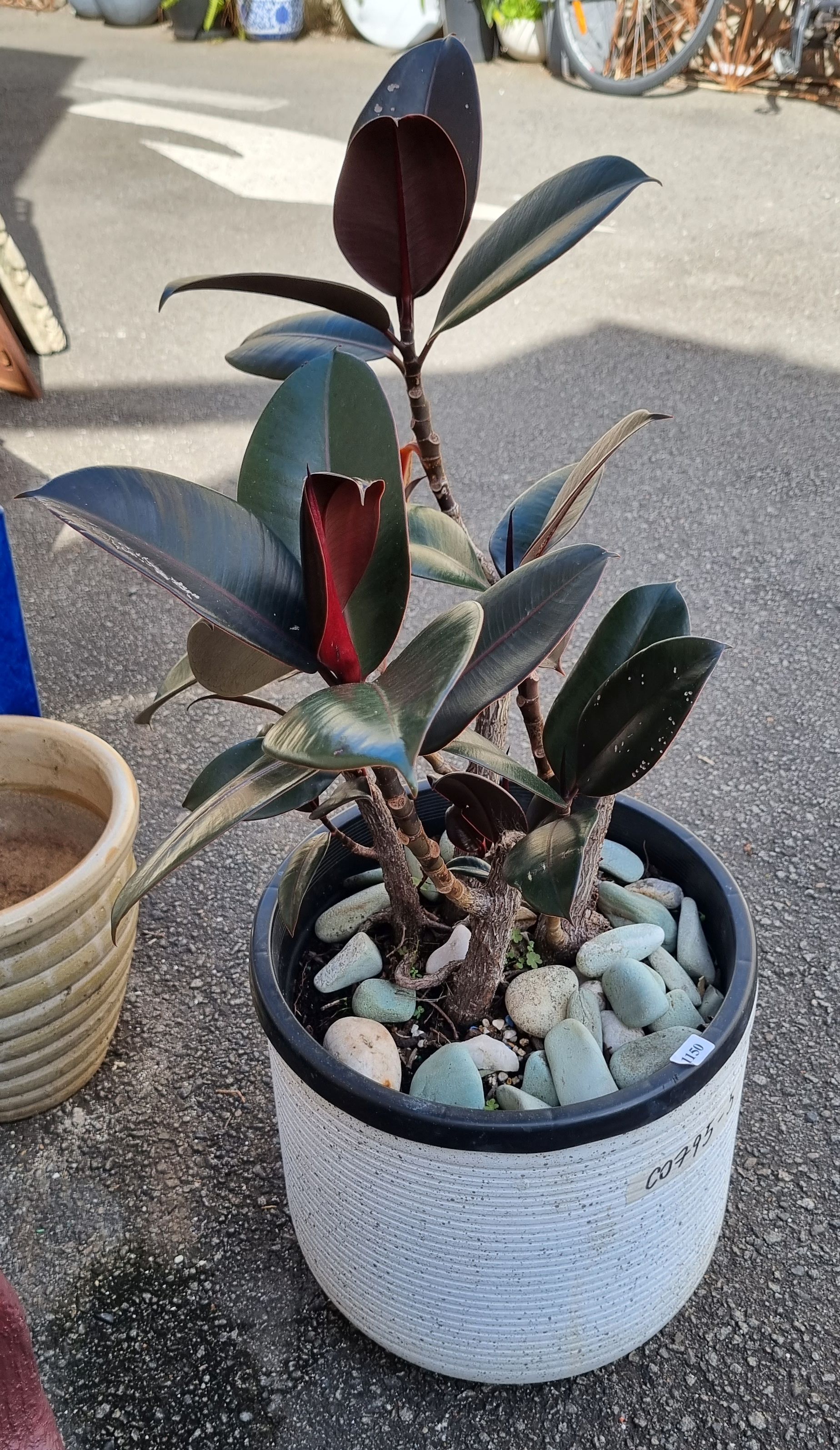 A Potted Burgundy Rubber Tree
