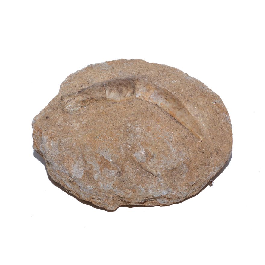 Unusual Fossil Plesiosaur Tooth in Matrix
