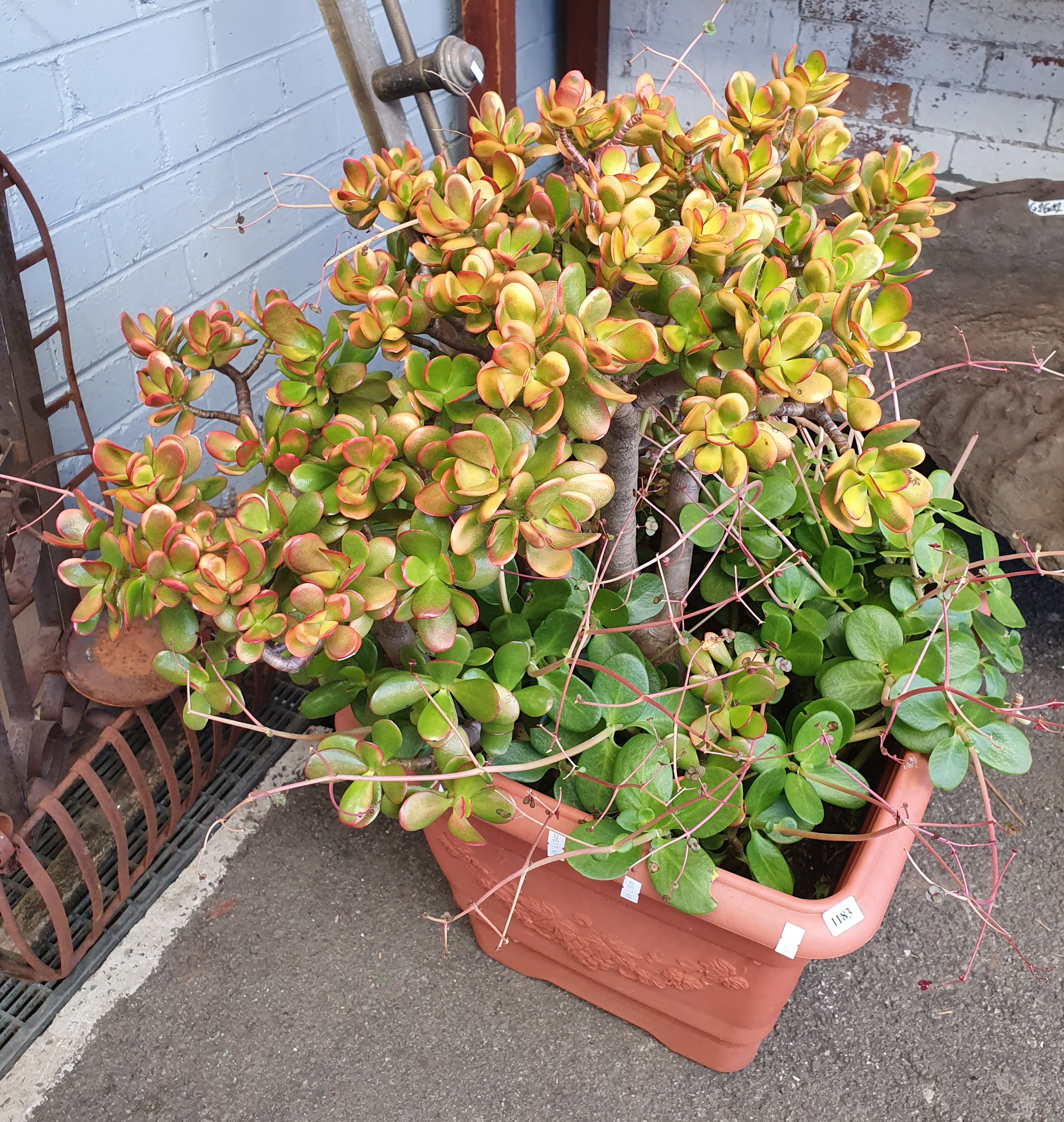 1136 · A WELL ESTABLISHED MONEY PLANT
