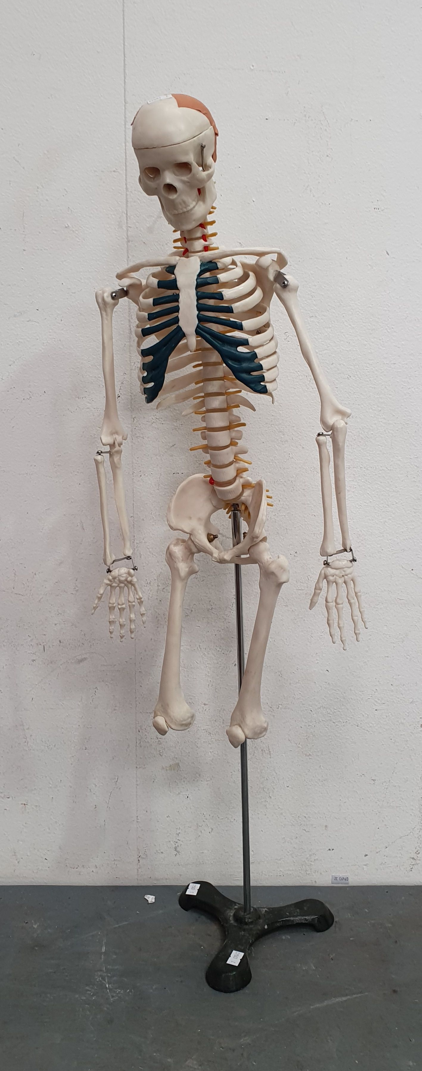 A SKELETON DISPLAY