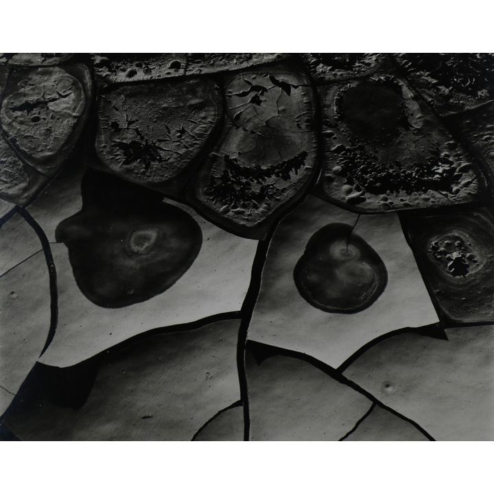Photograph, Brett Weston