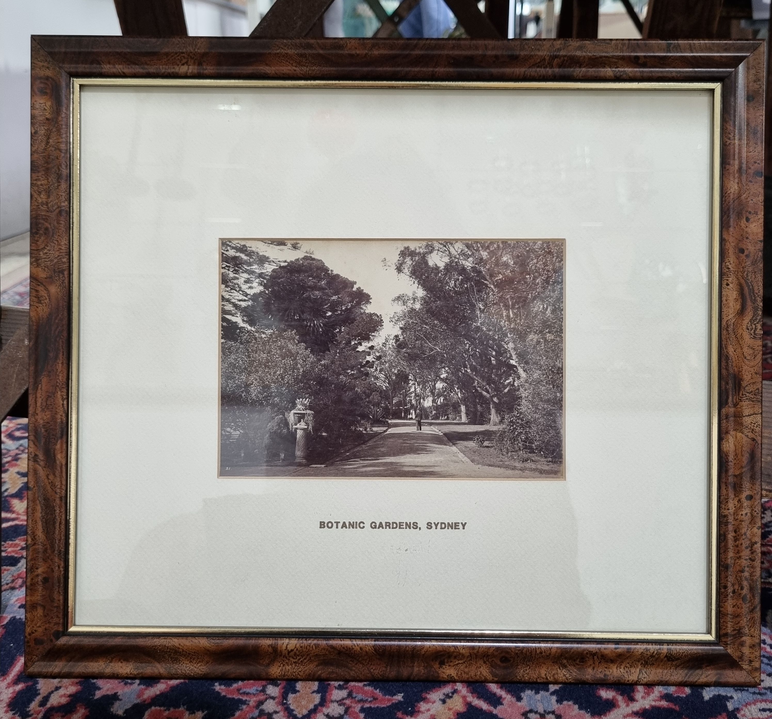 A Late Victorian Albumen Photograph Of The Botanic Gardens