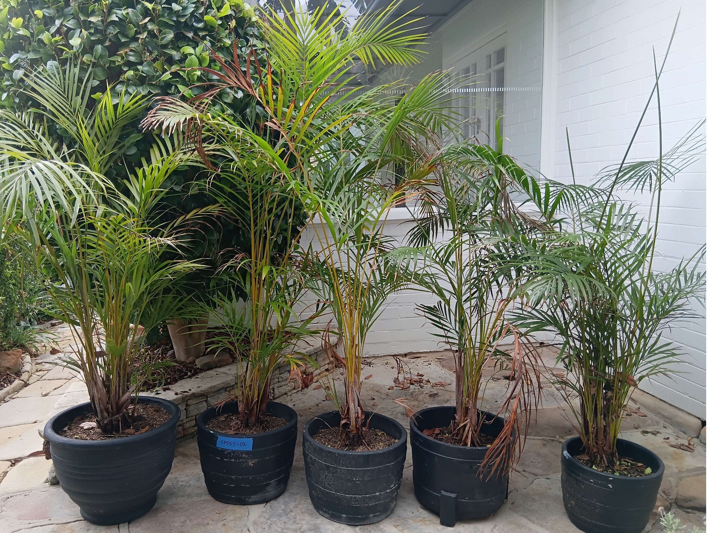 Five Potted Palms
