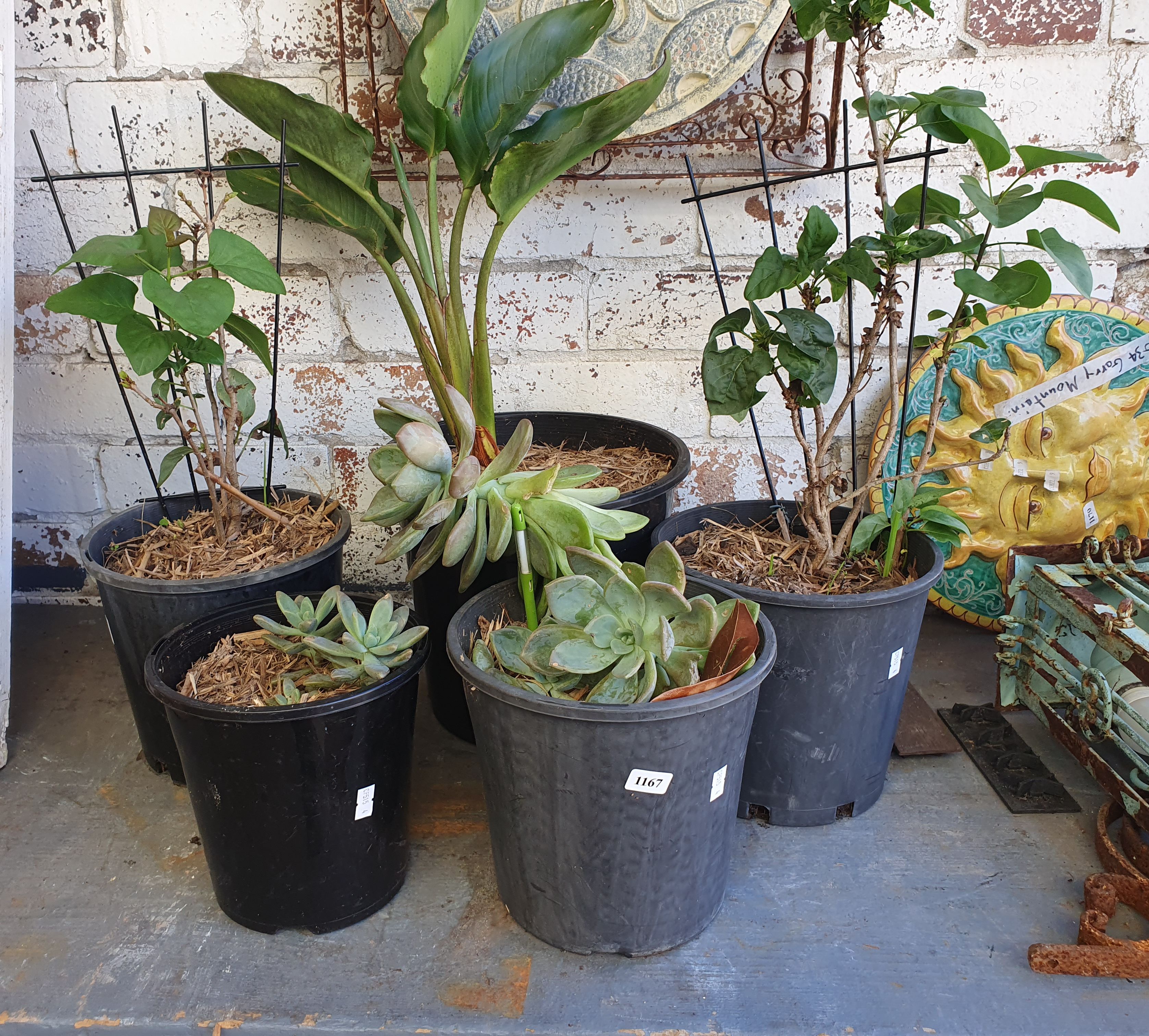 A Group Of Five Potted Plants