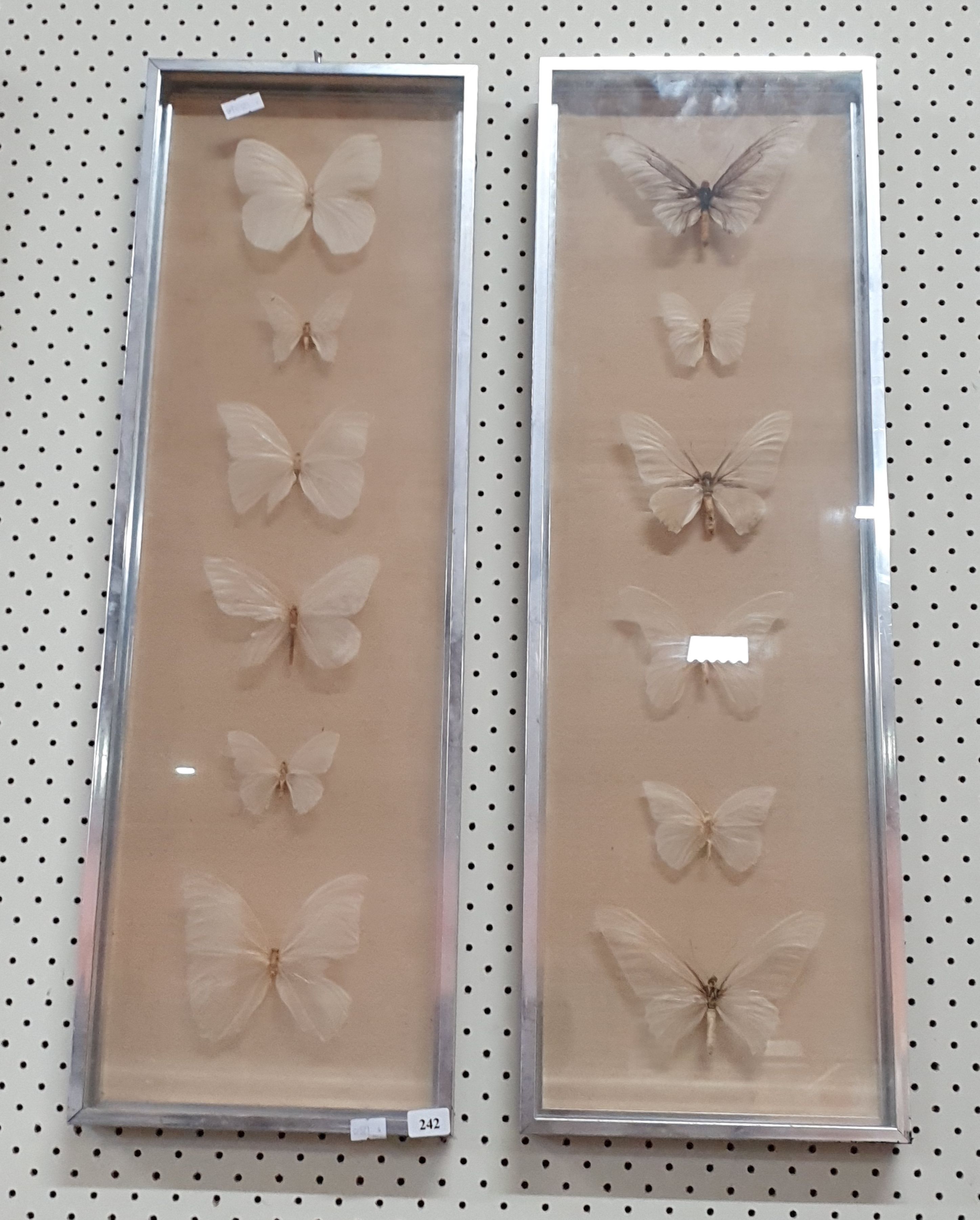 242 · TWO FRAMED BUTTERFLY SPECIMEN DISPLAYS