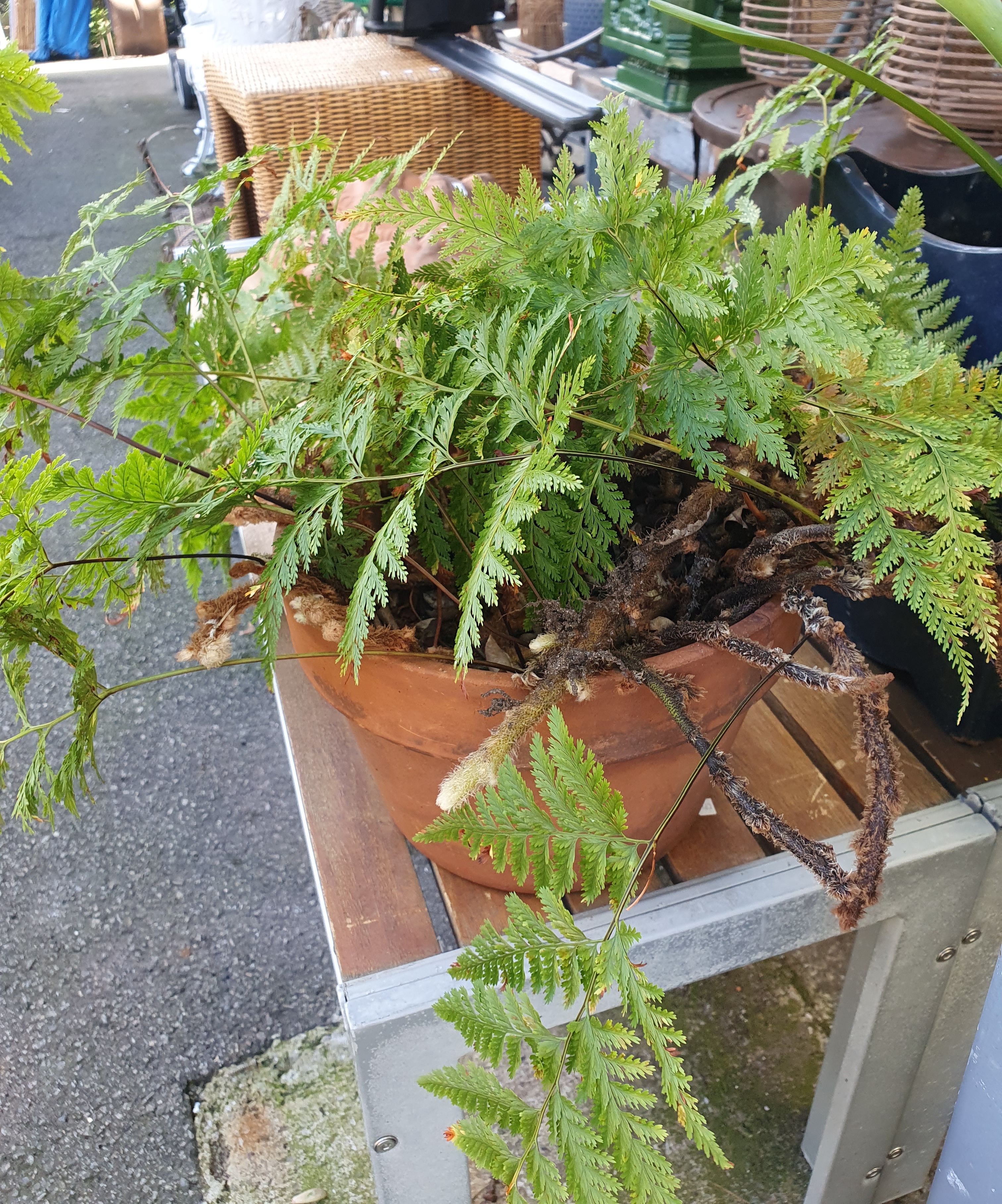 A Potted Hare'S Foot Fern