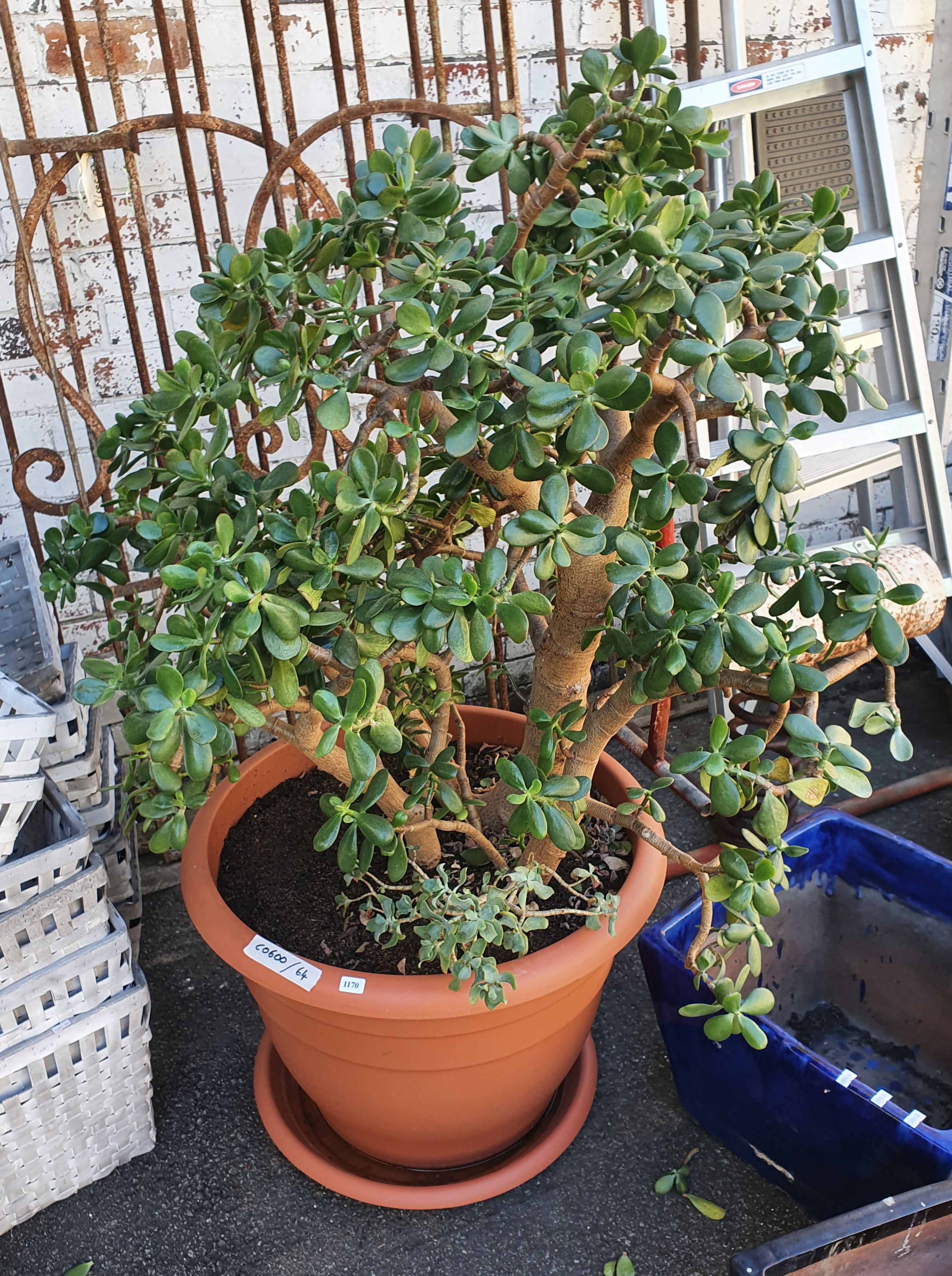 1170 · A MATURE 'JADE' MONEY PLANT