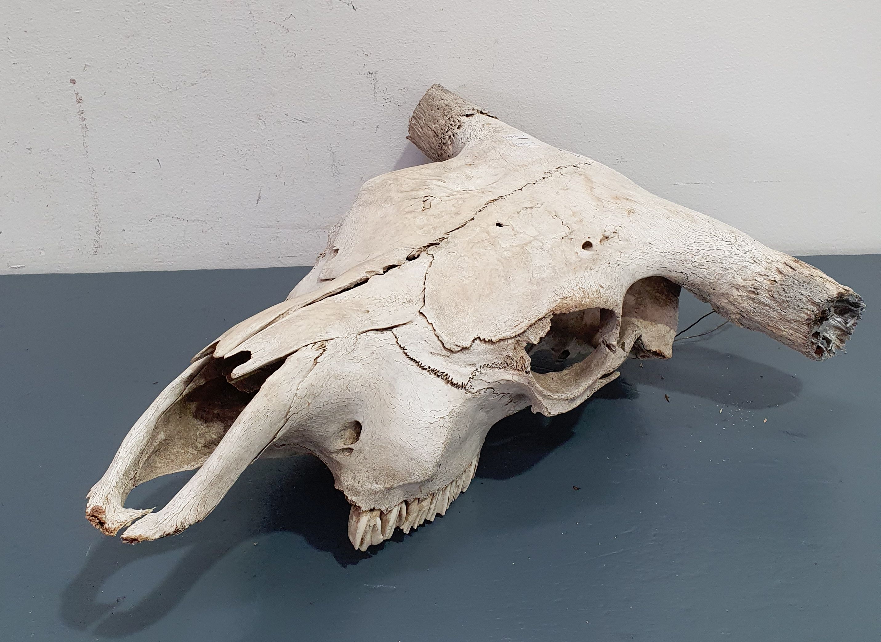 An Animal Skull